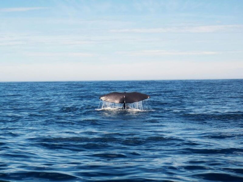 nord-lenangen-whale-watching-boat-tour-with-lunch