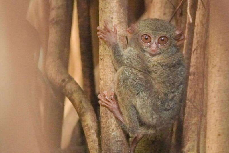 north-sulawesi-bitung-tangkoko-wildlife-adventure