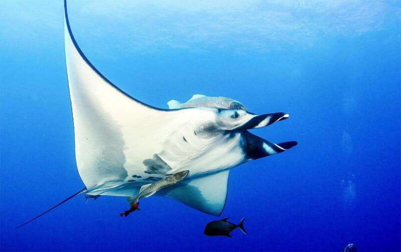 nusa-penida-afternoon-private-manta-safari-snorkeling