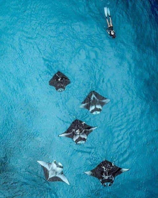 nusa-penida-full-day-private-snorkeling-with-manta-ray