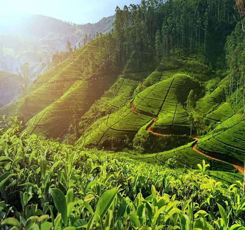 nuwara-eliya-8hours-5waterfalls-2tea-test-pick-temple