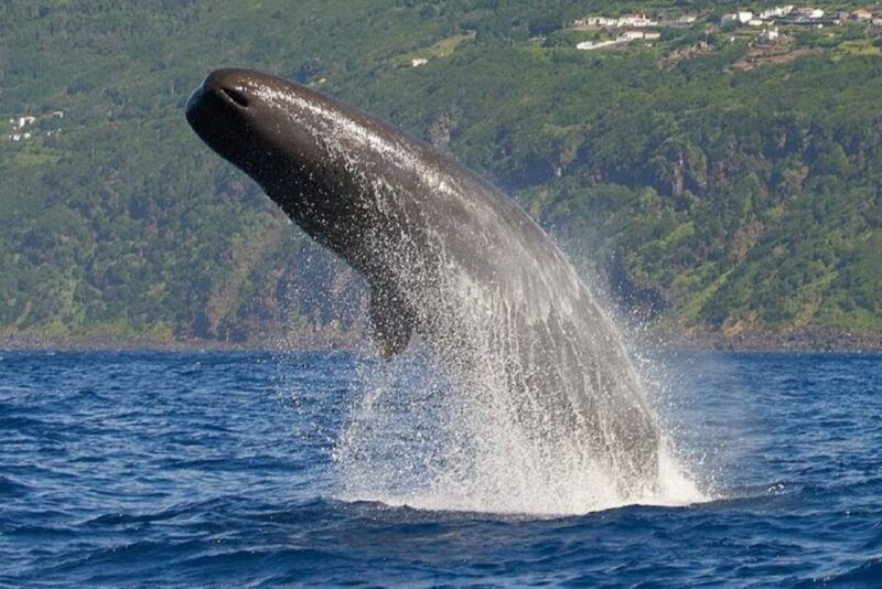 observation-of-whales-and-dolphins-in-the-peak