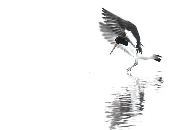 One Day Birding Adventure - Introduction: A Birding Adventure in Rotorua