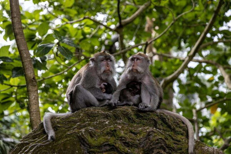 one-day-tour-of-ubud-area-includes-entrance-ticket-waterfall