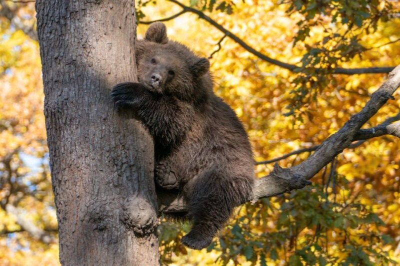 one-day-trip-bear-sanctuary-dracula-castle