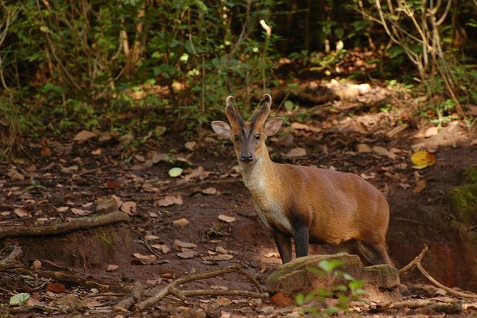 Ooty - Day Trip to Bellikkal Estate - Discovering the Beauty of Nilgiris on a Half-Day Adventure