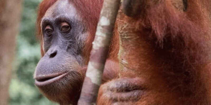 orangutan-tour-jungle-trekking-in-sumatra