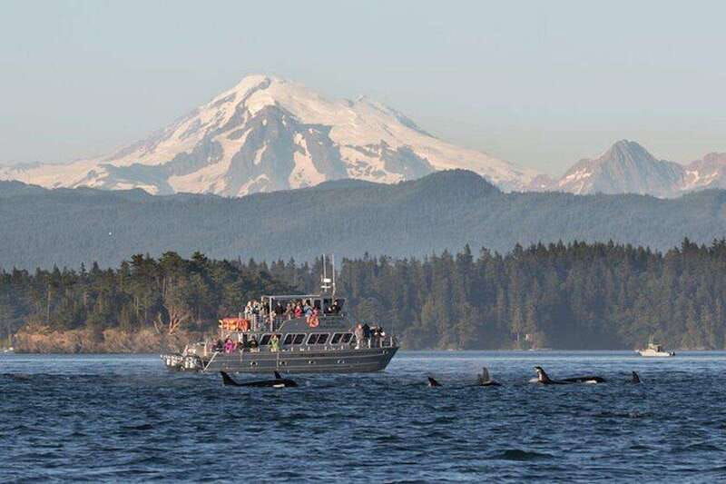 orcas-island-whale-and-orca-guided-speedboat-tour-2