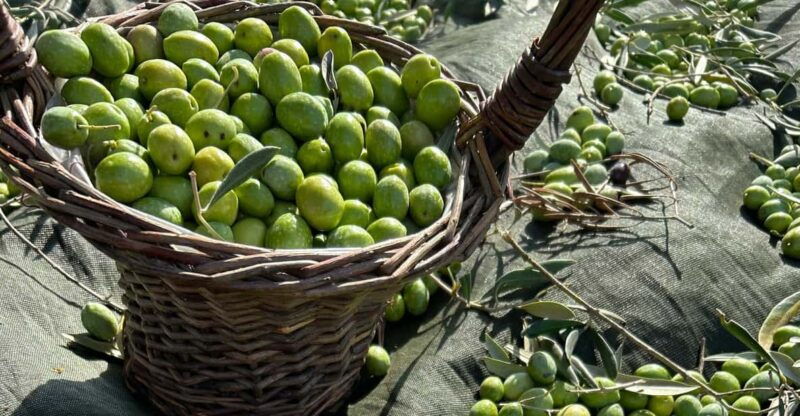 oristano-visit-a-farm-with-oil-tasting