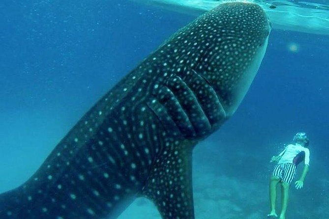 Oslob Whale Shark watching + Canyoneering Adventure Tour - Key Points