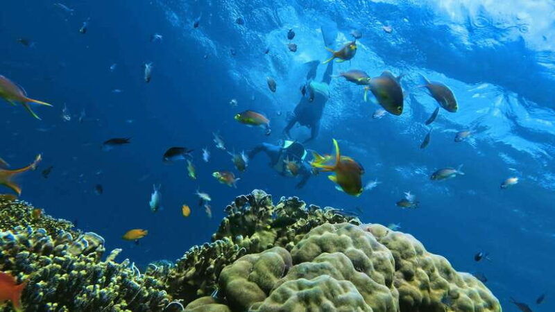 oslob-whaleshark-swimming-inambakan-falls-moalboal-tour
