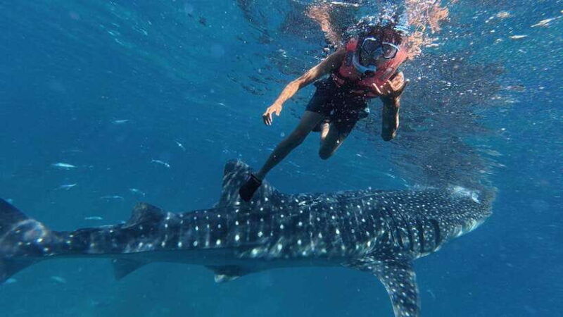 oslob-whaleshark-watching-kawasan-falls-canyoneering