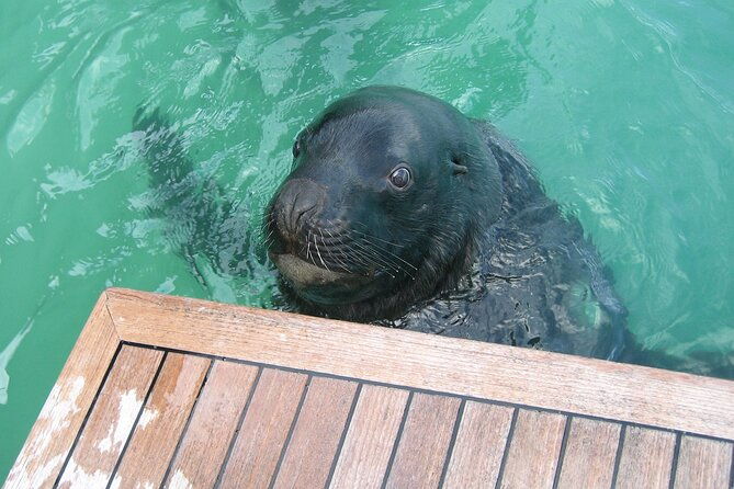 Otago Harbour Wildlife Cruise (Dunedin Shore Excursion) - What We Love About This Experience