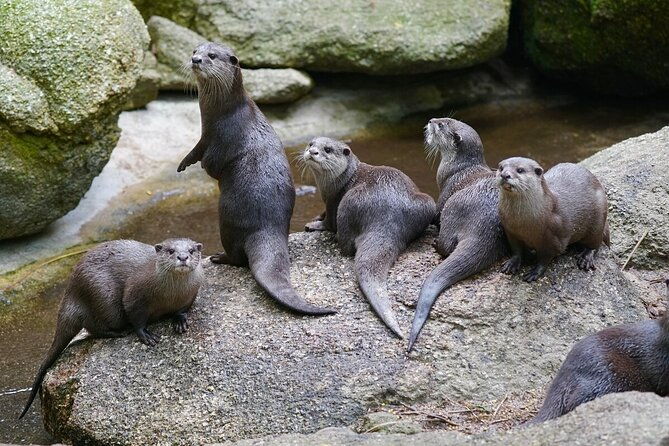 Otter Experience at Melbourne Zoo - excl. entry - Key Points