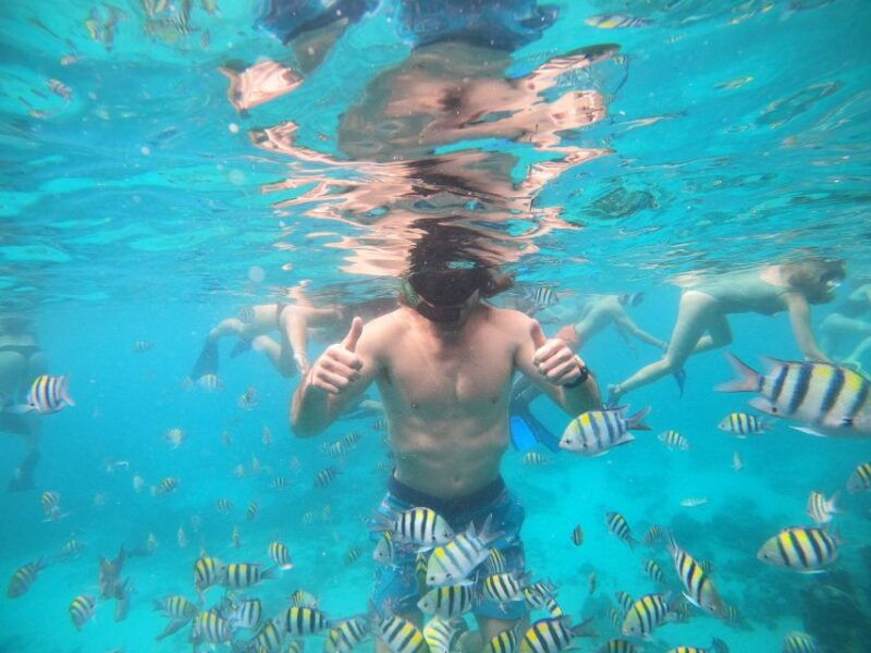 ozzy-snorkeling-3-islands-visit-baby-turtles
