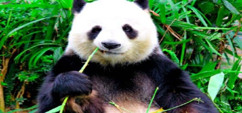 panda-and-green-tea-making-tour