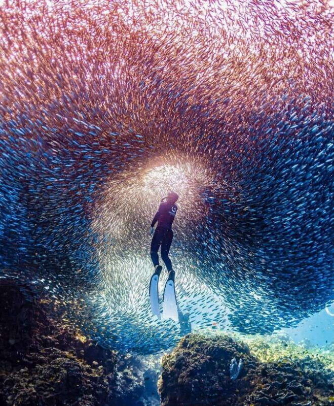 panglao-freediving-adventure-with-sardine-run-photos