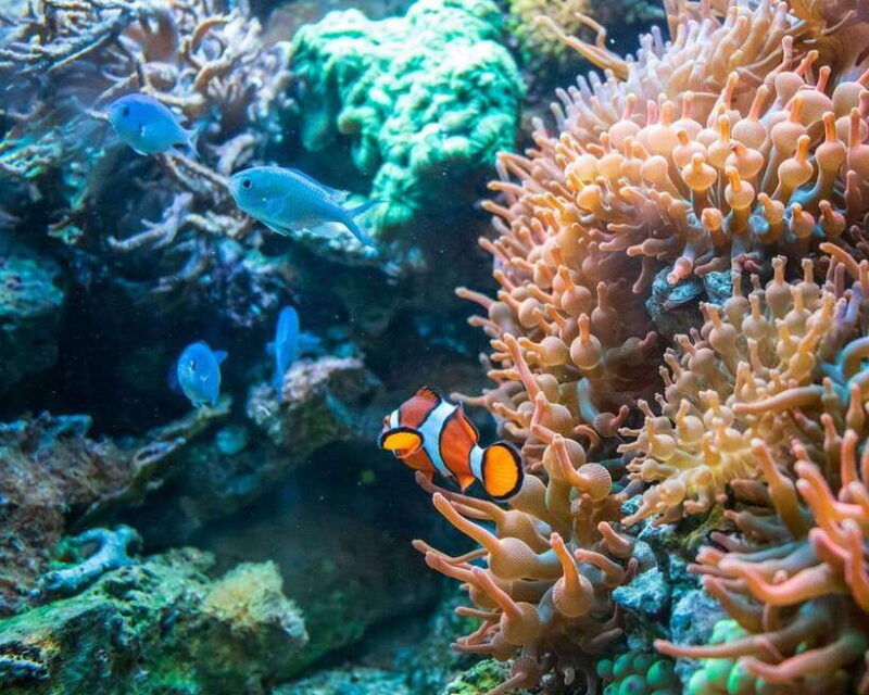 panglao-snorkeling-at-napalingreef-with-sardines-experience