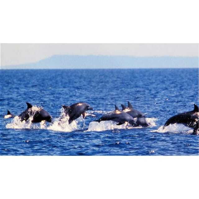 panglaobalicasag-island-tour-with-turtle-dolphin-watching