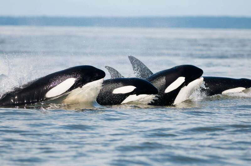 parksville-half-day-whale-and-wildlife-adventure