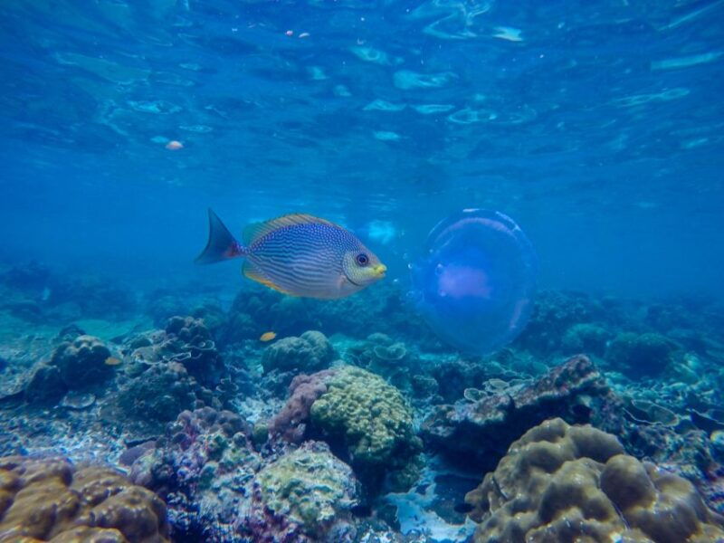 phi-phi-bamboo-islands-premium-day-trip-w-seaview-lunch