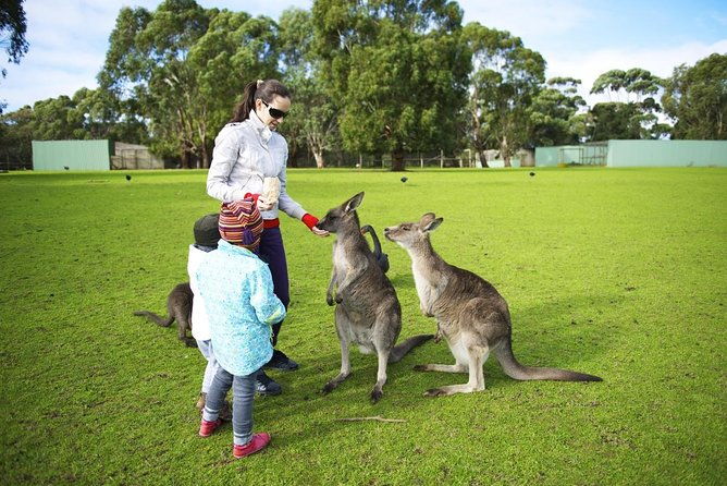Phillip Island Penguin and wildlife Tour - Key Points