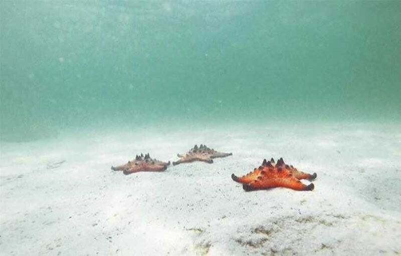phu-quoc-kayaking-with-starfish-beach-and-bee-farm-tour
