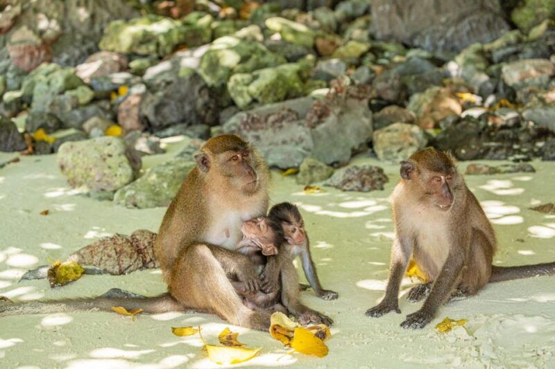 phuket-bamboo-island-and-phi-phi-islands-by-fast-catamaran