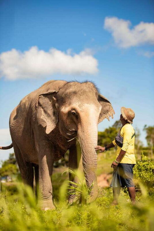 phuket-bukit-elephant-park-sanctuary-walk-and-feed-tour