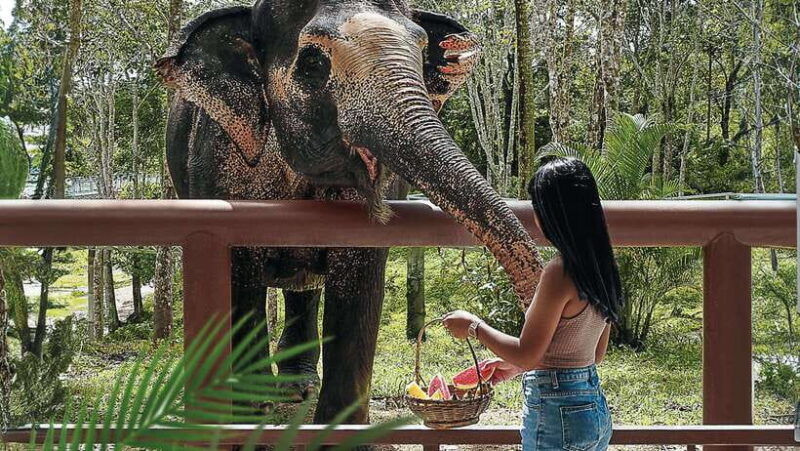 phuket-elephant-sanctuary-half-day-with-vegetarian-meal