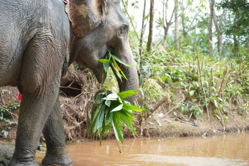 phuket-elephant-sanctuary-tour-cooking-class-lunch