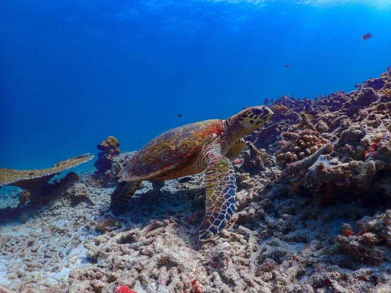 phuket-premium-tour-to-surin-islands-with-snorkel-lunch