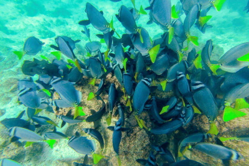 phuket-racha-and-coral-islands-speedboat-trip-with-lunch