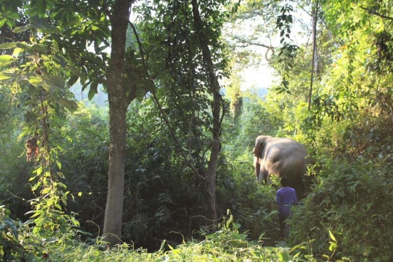 phuket-unique-dawn-ethical-elephant-sanctuary-experience