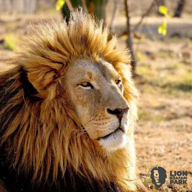 pilanesberg-game-reserve-full-day-safari