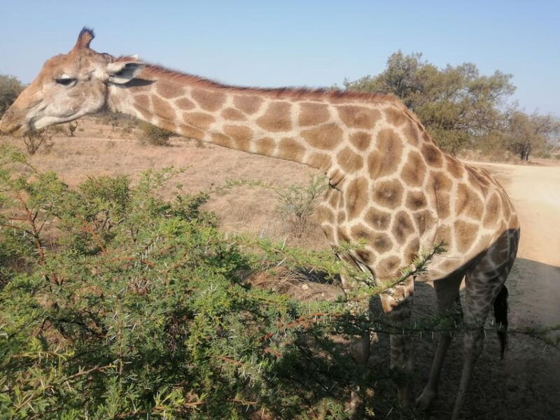 pilanesberg-game-reserve-safari-with-pickup-in-johannesburg