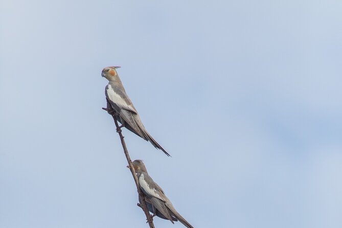 Pilbara Bird Tours - Key Points
