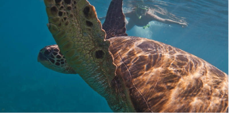 playa-del-carmen-snorkel-tour-at-local-reef