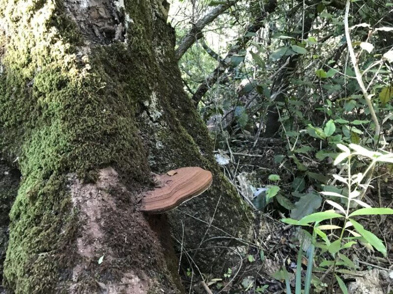 plettenberg-bay-guided-forest-walk-and-wildlife-tour