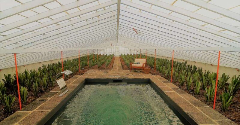ponta-delgada-greenhouse-hot-tube-with-pineapple-tour