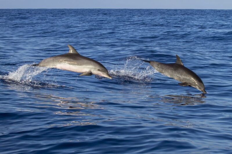 porec-dolphin-spotting-cruise-with-included-drinks