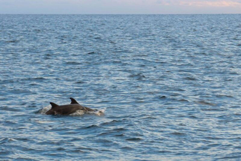 porec-evening-boat-trip-to-discover-dolphins
