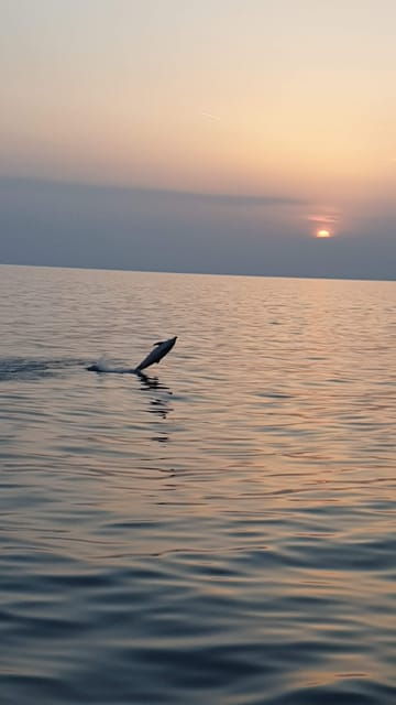 porec-sunset-dolphin-safari-with-dinner-and-drinks