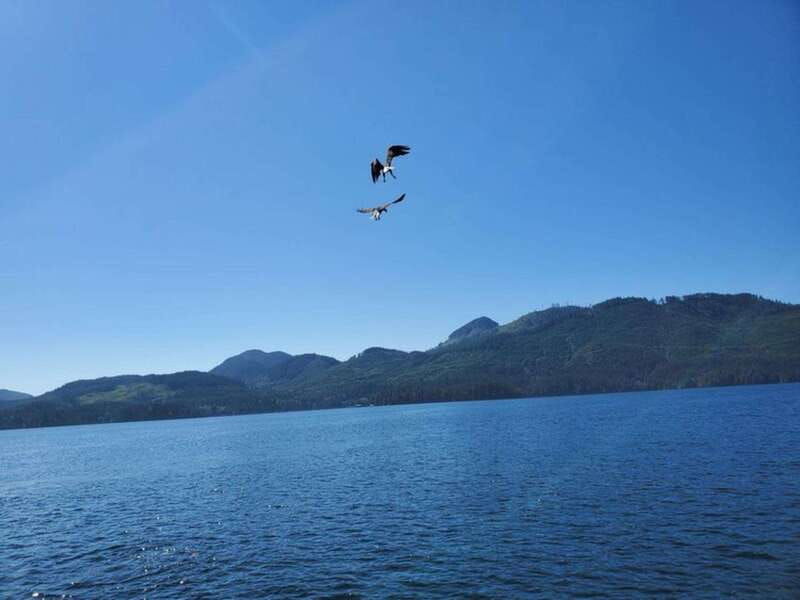port-alice-sea-otter-and-wildlife-watching-boat-tour