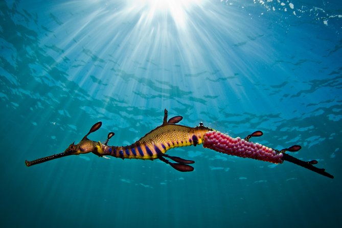 Port Phillip Bay Snorkeling with Sea Dragons - Key Points