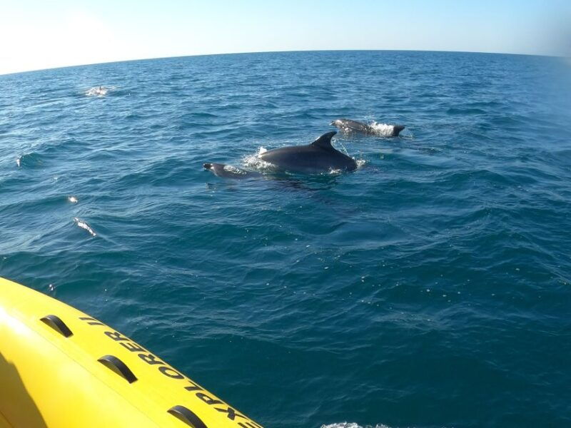 portimao-2-hour-dolphin-watching-boat-tour