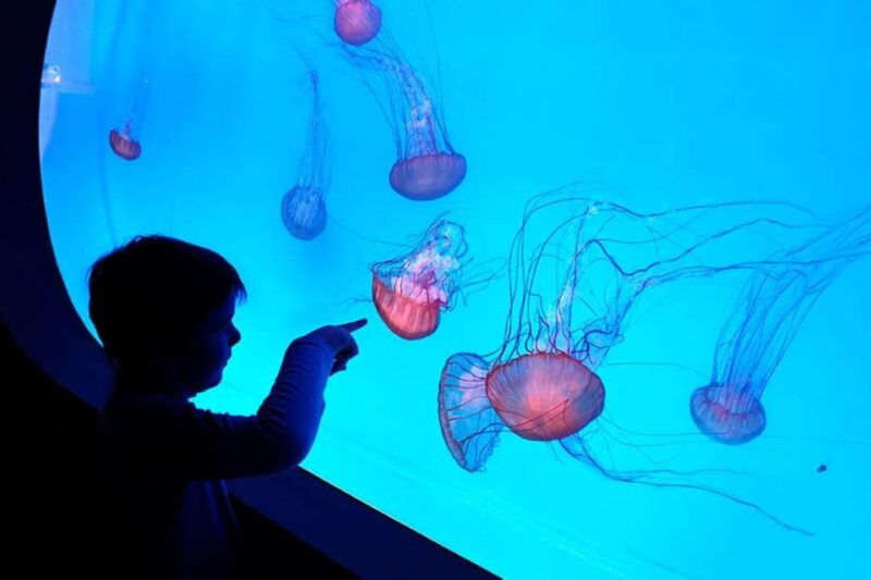 prague-the-world-of-jellyfish-entry-ticket-w-drink