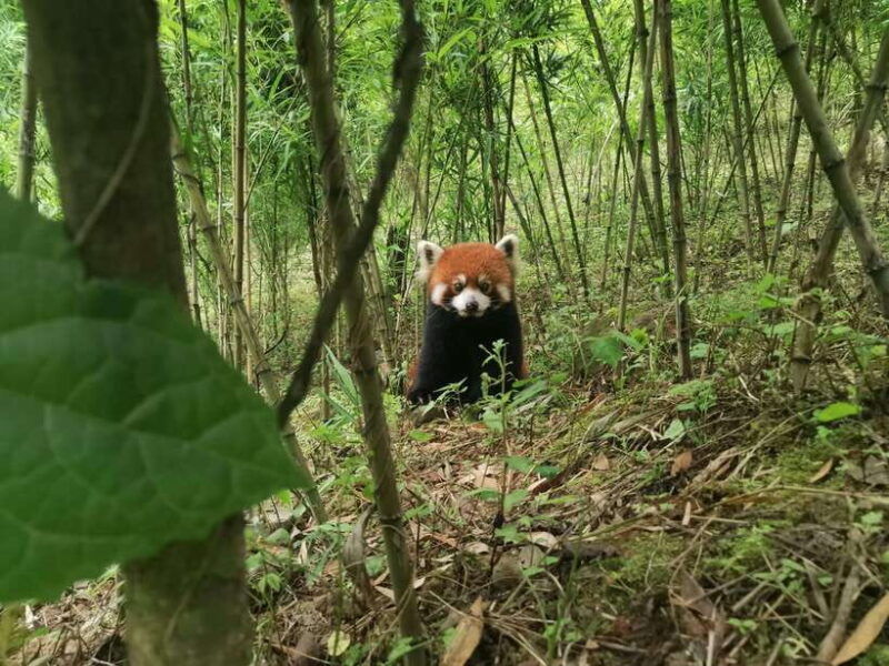 private-all-inclusive-half-day-tour-to-chengdu-panda-base