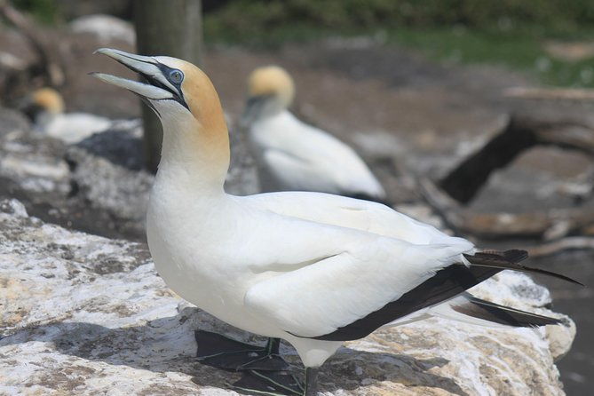 Private Auckland West Coast Day Tour - Exploring the Private Auckland West Coast Day Tour: An Authentic Adventure