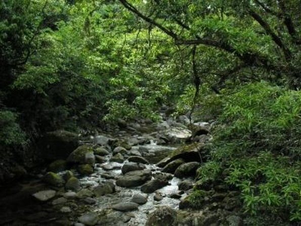 Private Cape Tribulation & Mossman Gorge Day Tour - Key Points
